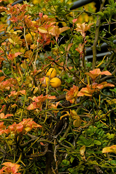 Zitronnenbaum