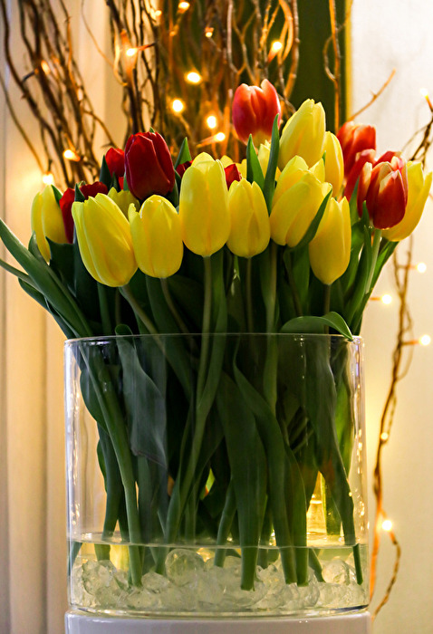 Tulpen