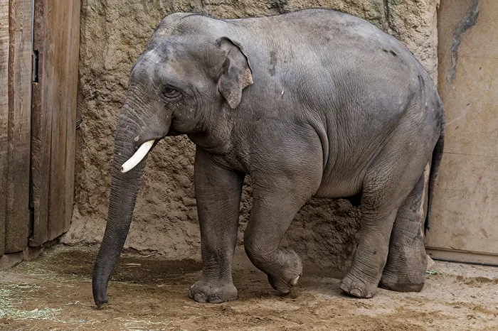 Elefant