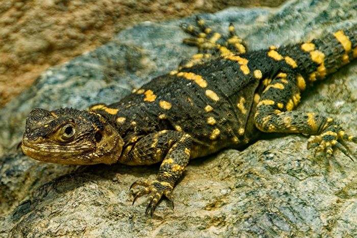 Schwarzer Hardun