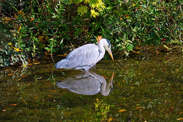Graureiher mit Spiegelbild
