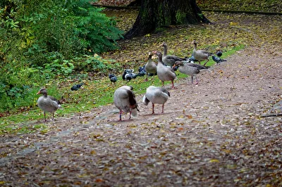 Gänse und Tauben