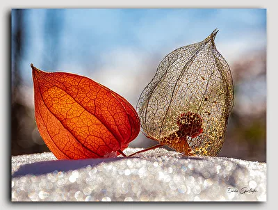 Lampionblume oder auch Physalis