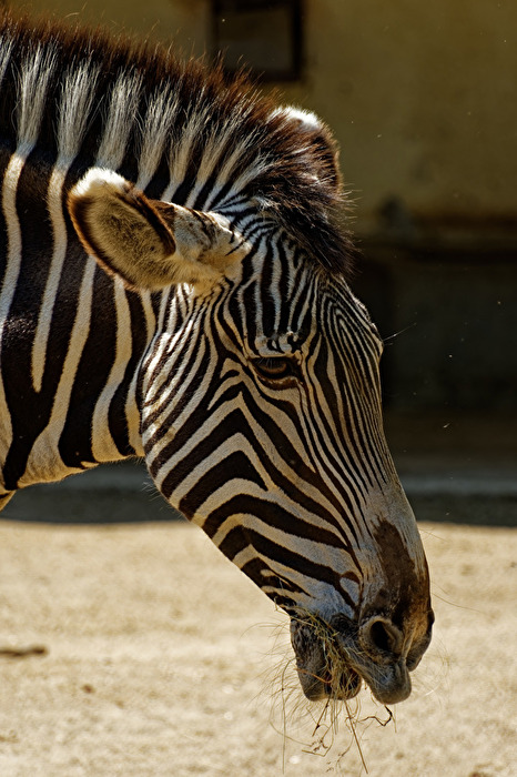Zebra