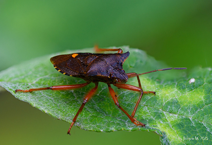 Rotbeinige Baumwanze