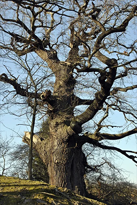 Baum