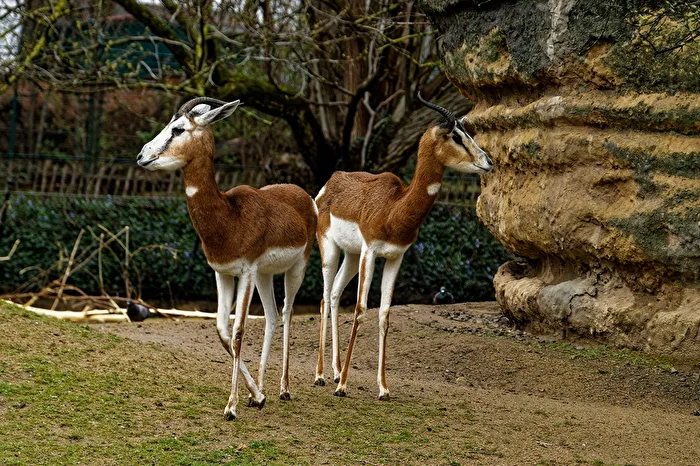Mhorr Gazelles