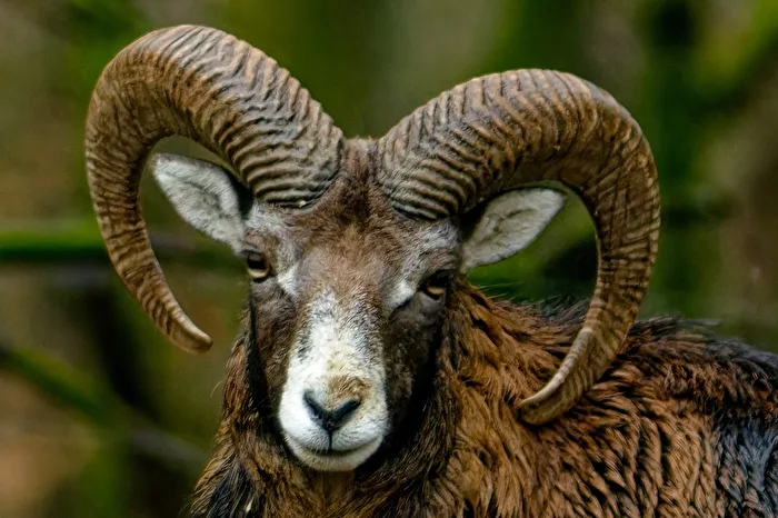 Mouflon