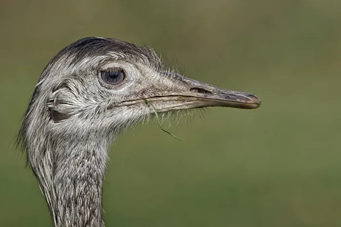 De profil