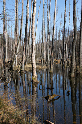 Wald im Wasser