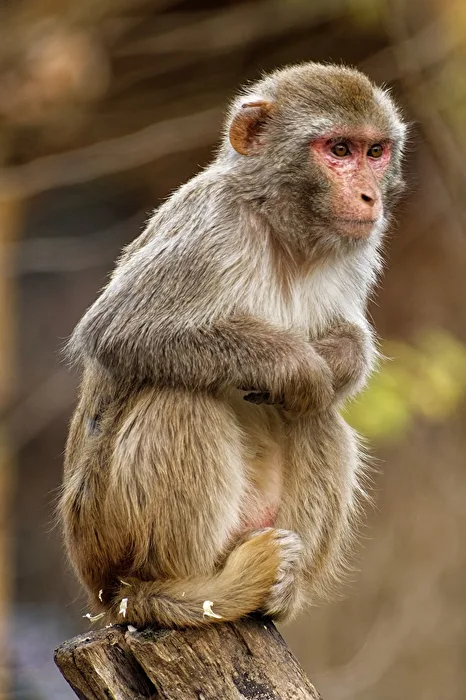 Rhesus Monkey