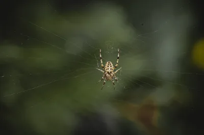 Young Spider