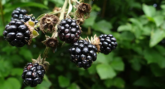 Blackberries