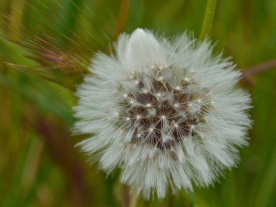 Löwenzahn - Pusteblume mit Mützchen
