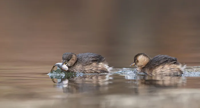 Little Grebe