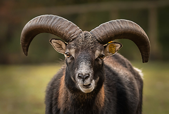 Mufflon Wildpark Weiskirchen