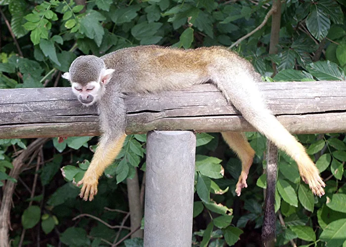 Squirrel Monkey