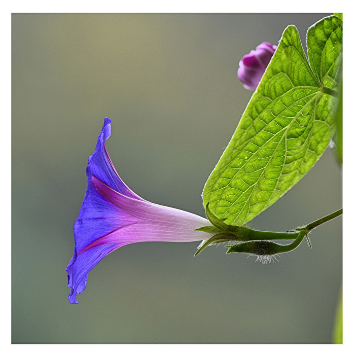 Winde, gewachsen auf unserem Balkon