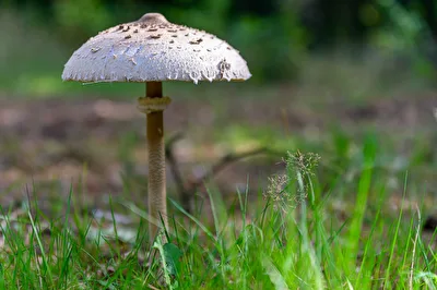 Parasol
