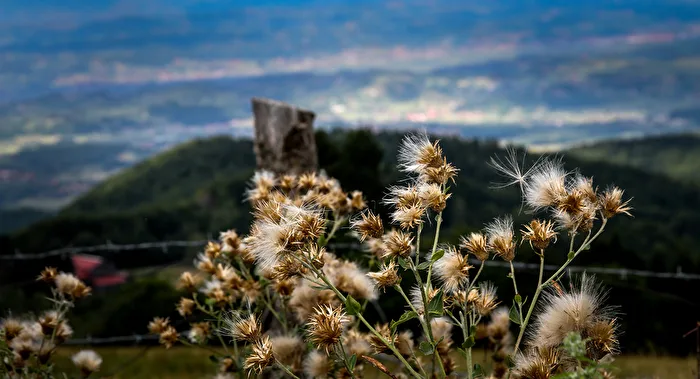 Čičak