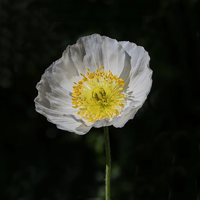 Weisser Mohn..