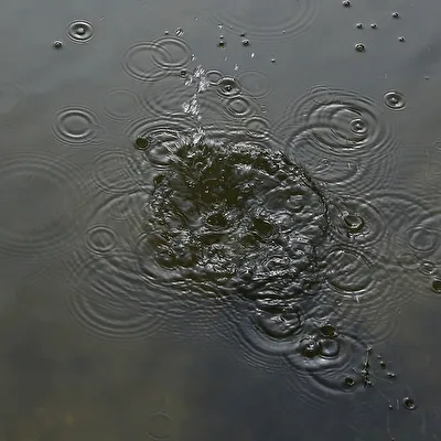 Blubber Blasen
