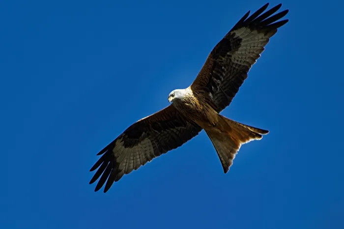 Red Kite
