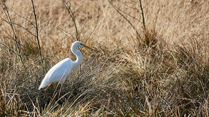 Great Egret