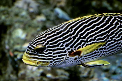 Goldband Süßlippe
