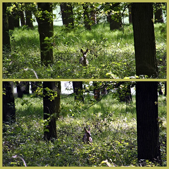 Encounter in the Forest