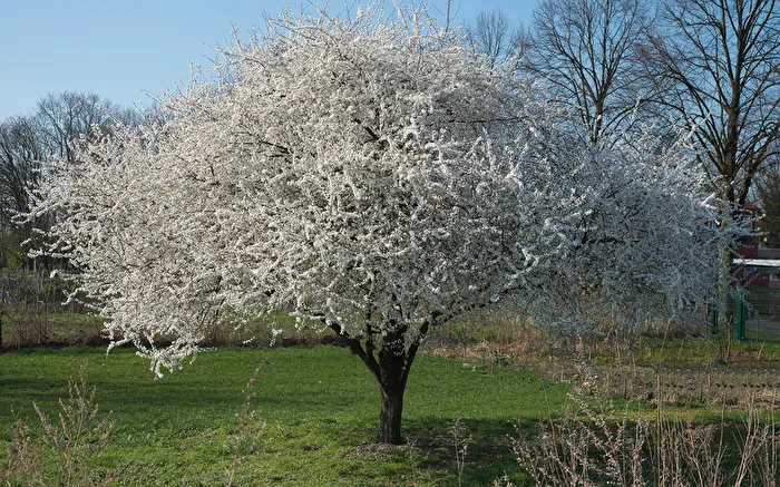 Spring in the Village