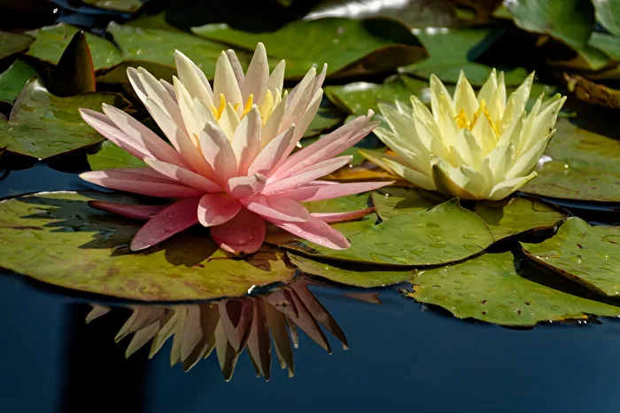 Water Lilies