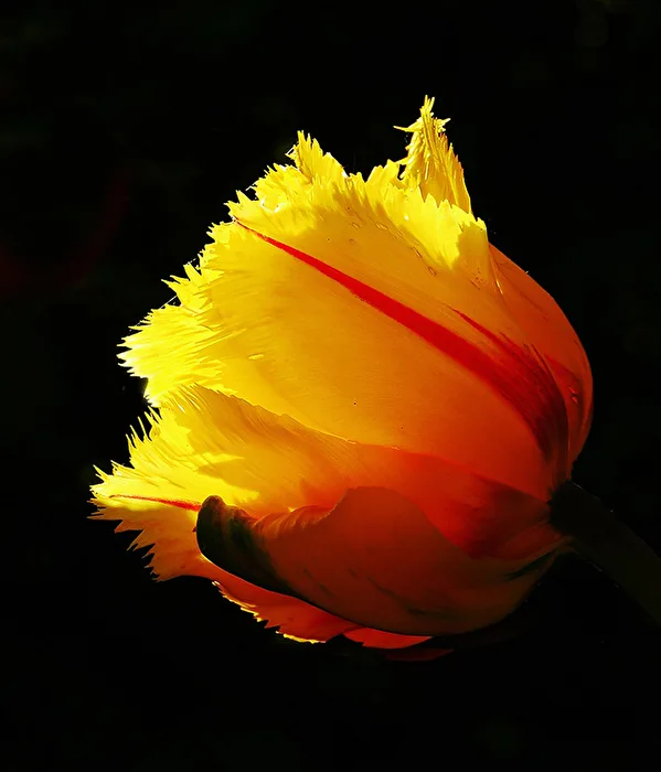 Tulip Bloom