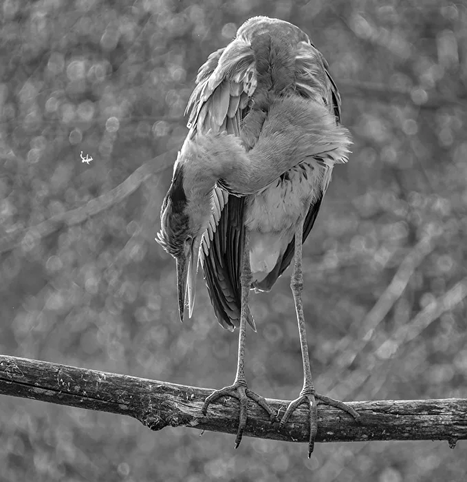Heron..
