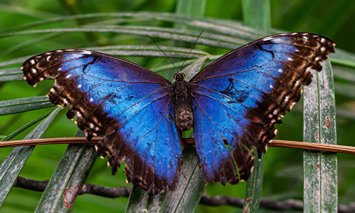 Blauer Morpho (Morpho peleides)