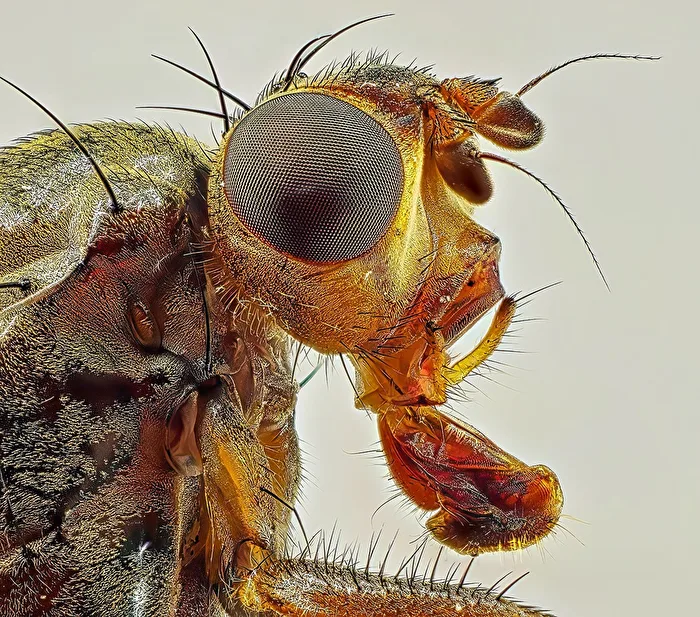 Makrofliege