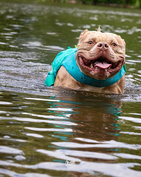 „Manche nennen es Schwimmen – ich nenne es pures Glück. 🩵🐾🌊“