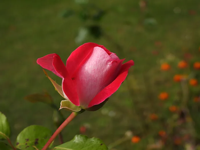 floraison de roses