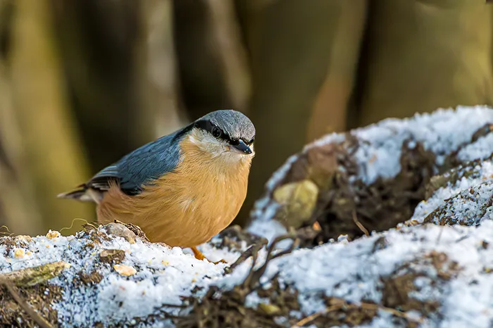 Nuthatch