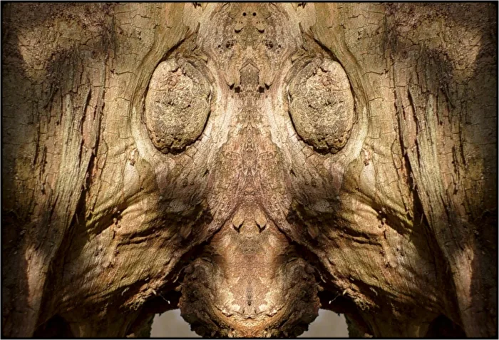 arbor testiculorum