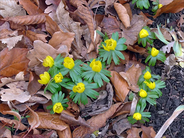 Winter Aconites