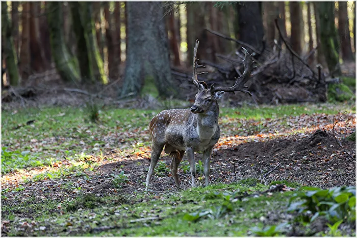 DEER