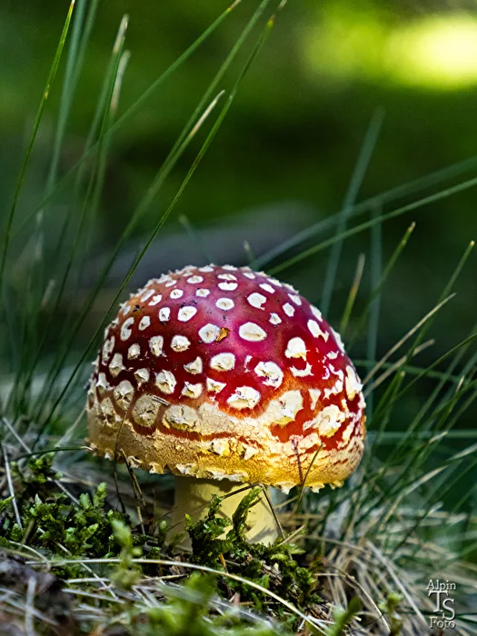 Está uno solo en el bosque
