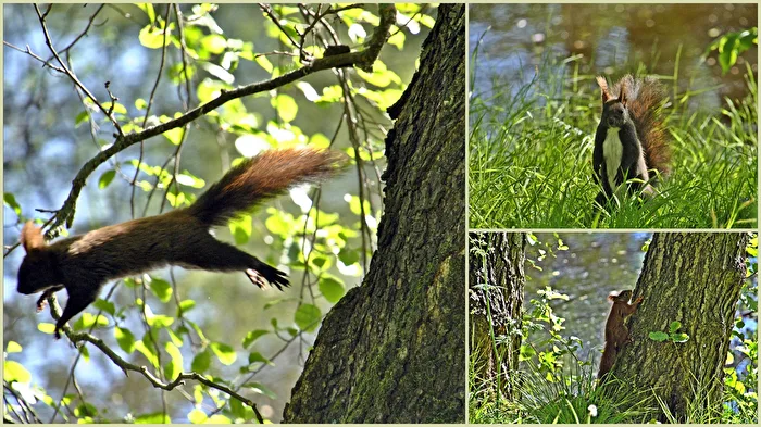Eichhörnchen
