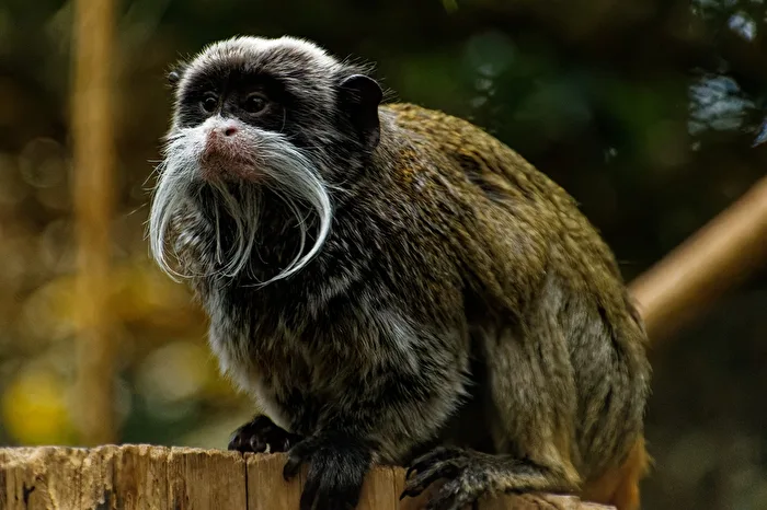 Emperor Tamarin