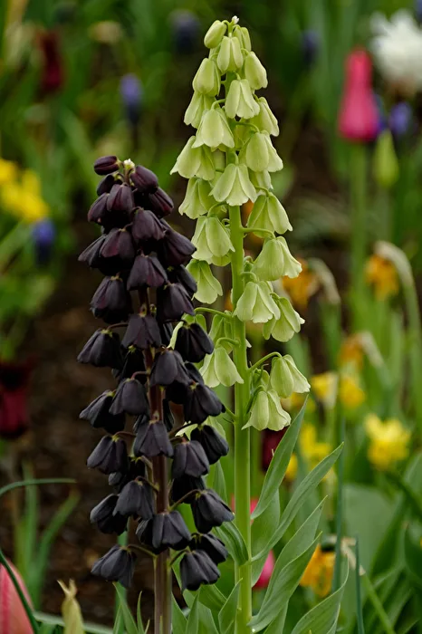 Glockenblume