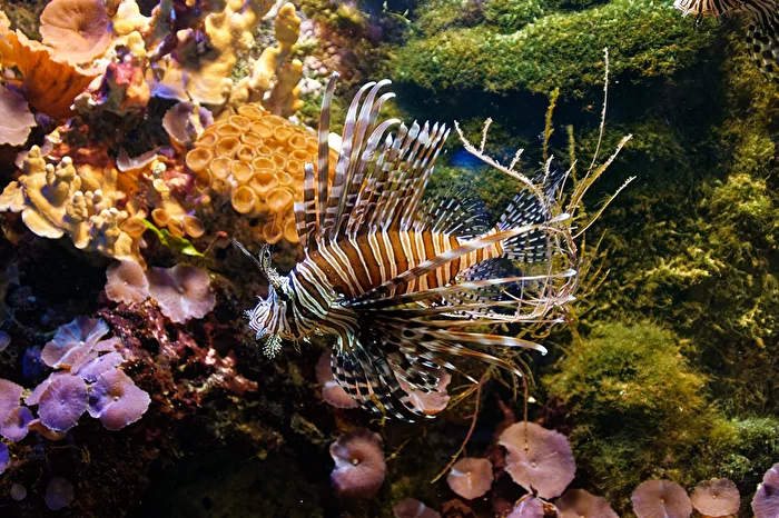 Rotfeuerfisch