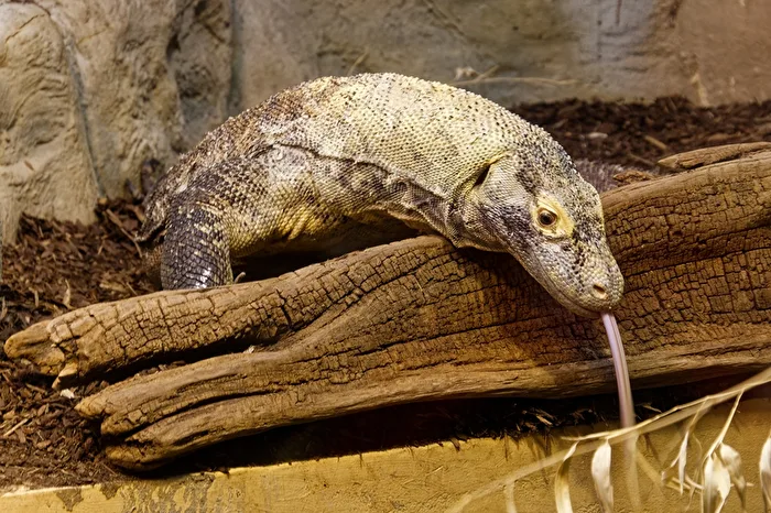 Komodowaran