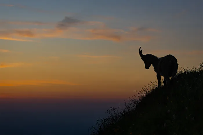 Silhouette