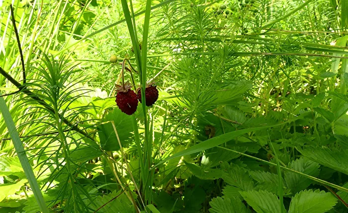 Erdbeeren
